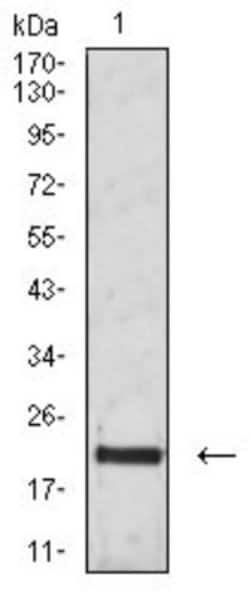 CD3 gamma Antibody (5B7B2) - BSA Free, Novus Biologicals 0.1 ml; Unconjugated:Antikroppar